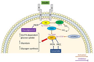 Mitochondrial (Dys)function and Insulin Resistance: From Pathophysiological Molecular Mechanisms to the Impact of Diet